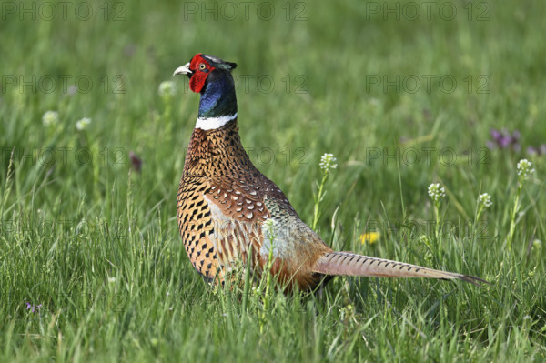 Pheasant or hunting pheasant (Phasianus colchicus), male standing in meadow, Lake Neusiedl National Park, Seewinkel, Burgenland, Austria, Europe