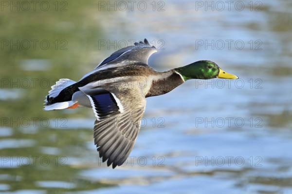 Mallard (Anas platyrhynchos), drake in flight, Lake Zug, Canton Zug