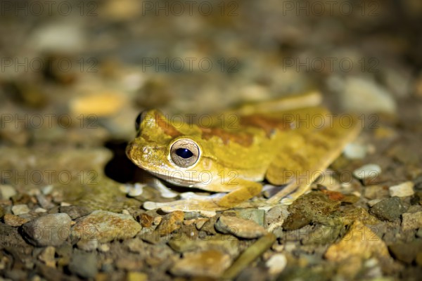 Mexican tree frog (Smilisca baudinii), sitting on the ground, at night, Puntarenas province, Costa Rica, Central America