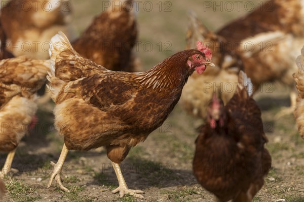 Brown hens on a pasture in the sunlight, domestic chicken, Rhineland-Palatinate, Germany, Europe