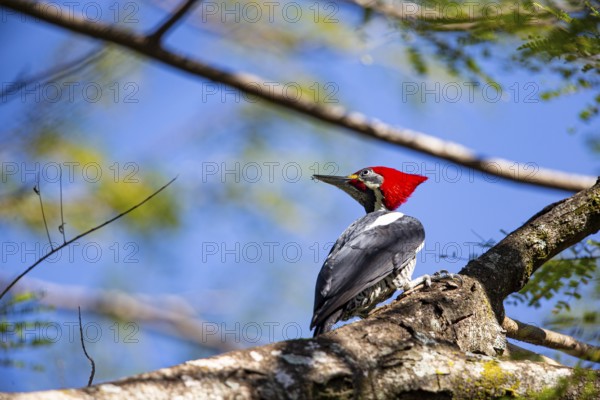 Lineated woodpecker (Dryocopus lineatus) Pantanal Brazil