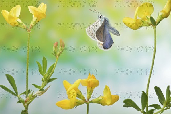 Hippocrepis blue, male (Polyommatus icarus) in flight on the flowers of horseshoe clover (Hippocrepis), Germany, Europe