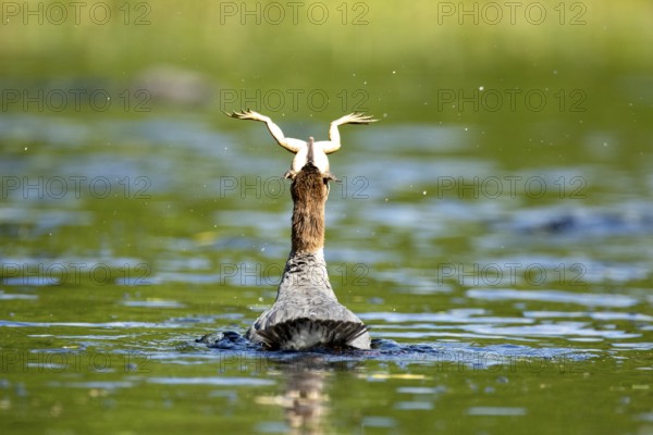 Common merganser. Mergus merganser. A female swallows a bull frog. Lake Wapizagonke. La Mauricie national park. Province of Québec. Canada