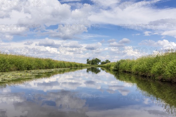 Große Röder with blooming water lilies (Nuphar) near Wildenhain, Großenhain, Saxony, Germany, Europe