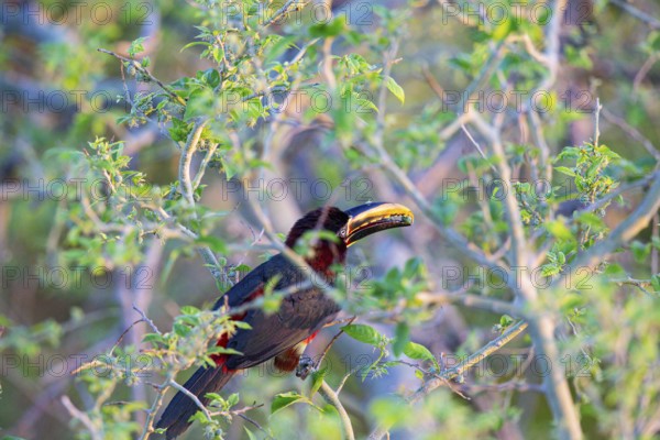 Chestnut-eared aracari (Pteroglossus castanotis) Pantanal Brazil#