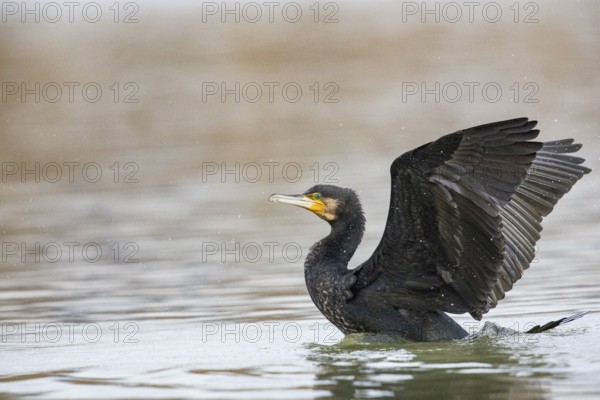 Cormorant (Phalacrocorax carbo) in the water Germany