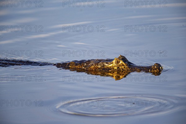 Spectacled caiman (Caiman crocodilius) Panatanal Brazil