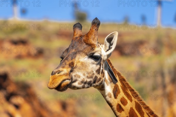 A giraffe with its head turned to the side and its tongue hanging out. The giraffe is standing in a field with a rocky background