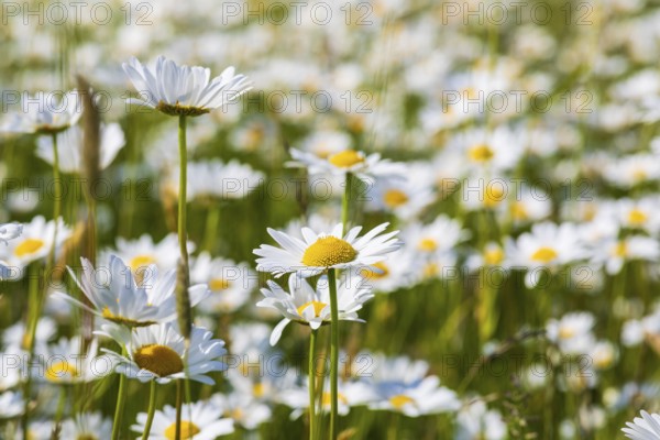 Lush blossoms of the meadow daisy (Leucanthemum vulgare), Saxony, Germany, Europe