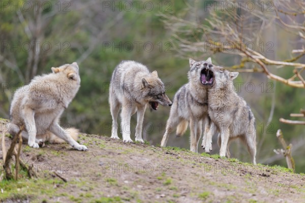 A pack of grey wolves (Canis lupus lupus) playing on a hill and showing social behaviour
