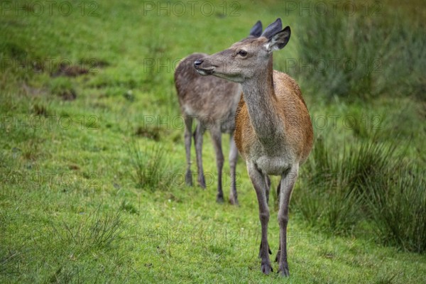 Red deer (Cervus elaphus) cow with calf captive Germany