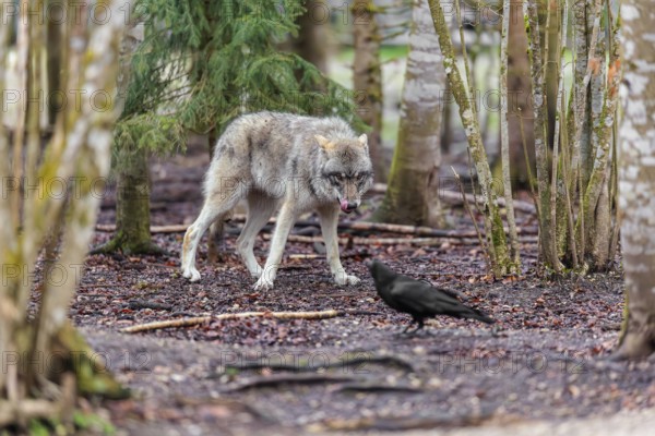 A grey wolf (Canis lupus lupus) standing in a forest on a cloudy day, watching a common raven (Corvus corral) that looks for food oh the forest floor