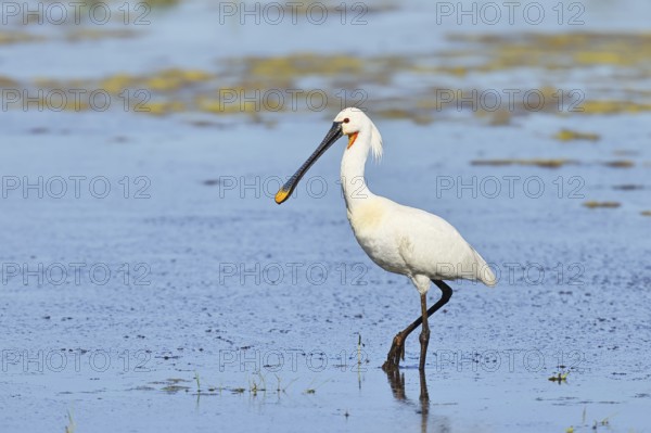 Spoonbill (Platalea leucorodia), adult bird striding through shallow water, adult bird in splendour, wildlife, Ziggsee, Burgenland, Austria, Europe