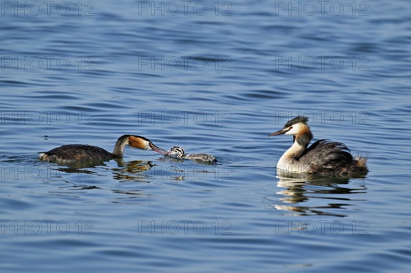 Great Crested Grebe (Podiceps Scalloped ribbonfish), pair feeding a chick with fish, swimming in the water, Lake Zug, Kanon Zug, Switzerland, Europe