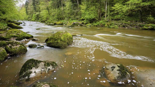European beech trees shedding leaves, in the foreground moss-covered stones on the river Sihl, Sihlsprung, Menzingen, Canton Zug, Switzerland, Europe
