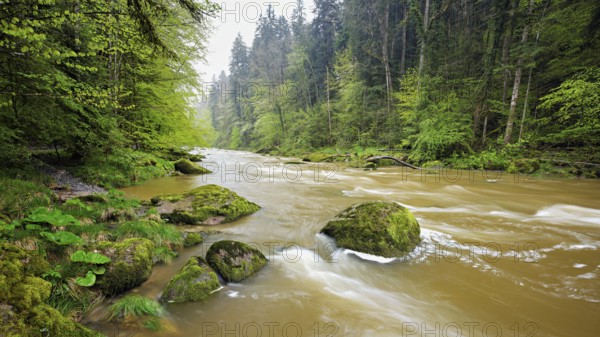 European beech trees shedding leaves, in the foreground moss-covered stones on the river Sihl, Sihlsprung, Menzingen, Canton Zug, Switzerland, Europe