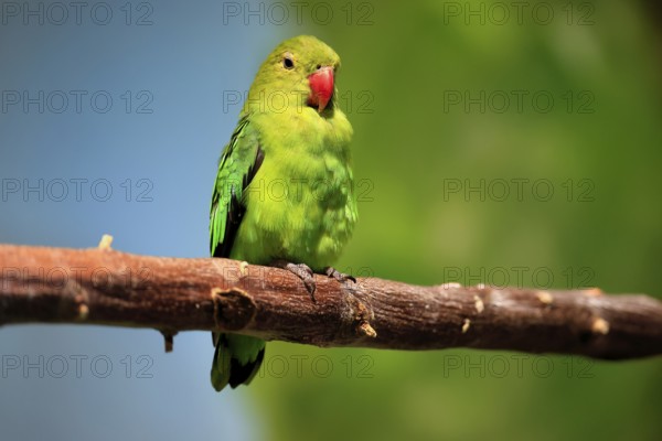 Taranta parrot (Agapornis taranta), adult, male, on hold