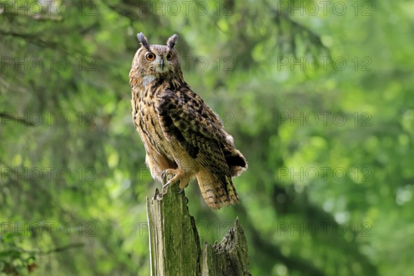 Eurasian Eagle-owl (Bubo bubo), adult, perch, vigilant, in summer, Wisdom, Šumava, Czech Republic, Europe