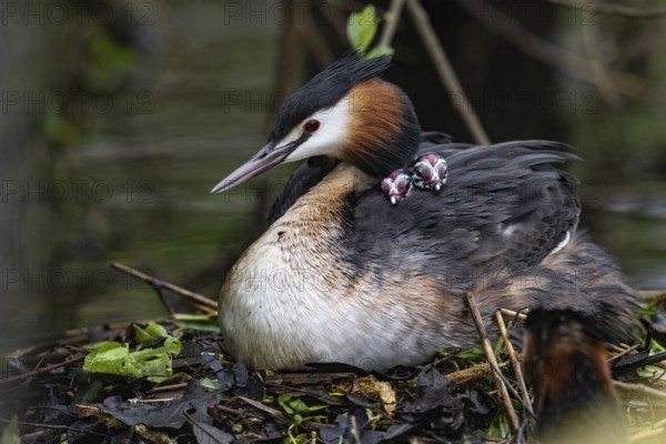 Great Crested Grebe (Podiceps Scalloped ribbonfish) with juveniles), Emsland, Lower Saxony, Germany, Europe