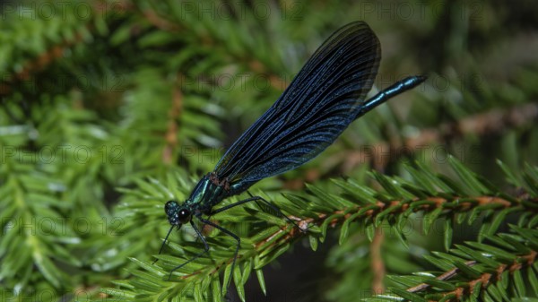 Blue dragonfly resting on a fir branch, Gudbrandsdal, Norway, Europe