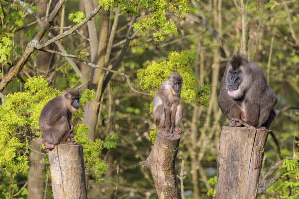 Three Drills (Mandrillus leucophaeus), a male and two females, sit high up on the three stumps of a cut tree and enjoy the early sunlight. A green forest can be seen in the background