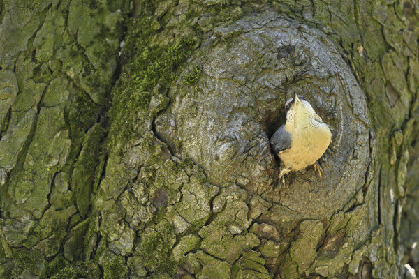 Nuthatch (Sitta europaea), looking out of its breeding den, Lake Neusiedl National Park, Seewinkel. Burgenland, Austria, Europe
