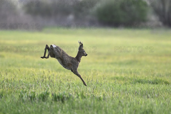 Roe deer (Capreolus capreolus), roebuck jumping, on the run, Lake Neusiedl National Park, Seewinkel Burgenland, Austria, Europe