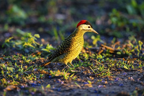 Green-banded Woodpecker (Colaptes melanochlorus) Pantanal Brazil