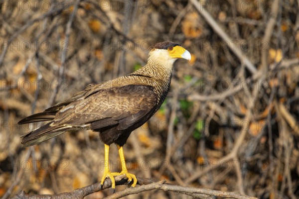 Crested caracara (Polyborus plancus) Pantanal Brazil
