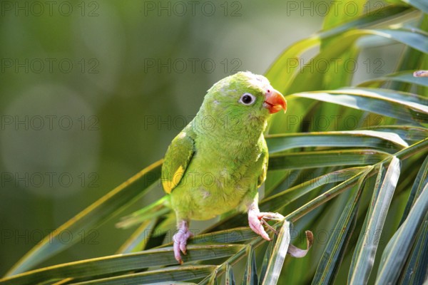 Yellow-winged Parakeet (Brotogeris chiriri) Pantanal Brazil