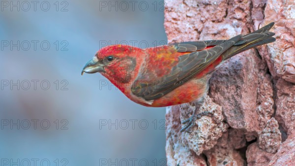 Spruce Crossbill (Loxia curvirostra) Finch, male, foraging for minerals, splendid plumage, courtship display, Catalan Alps, Spain, Europe