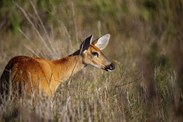 Marsh deer (Blastocerus dichotomous) Pantanal Brazil