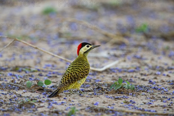 Green-banded Woodpecker (Colaptes melanochlorus) Pantanal Brazil