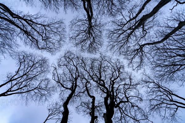 Ghost forest View into the sky, Baltic resort Nienhagen, Mecklenburg-Vorpommern, Germany, Europe
