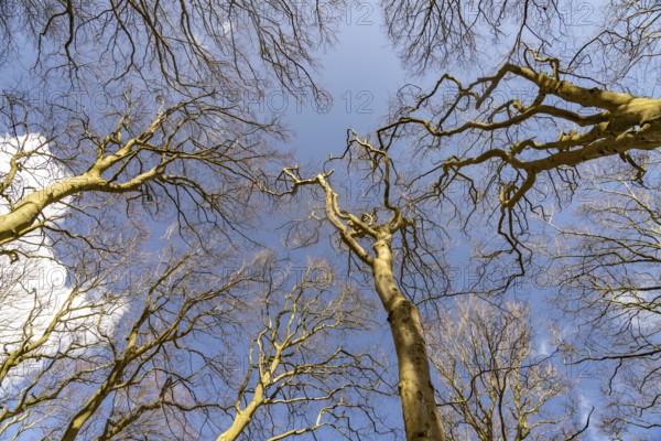 View upwards into the original beech forest, UNESCO World Heritage Site on the Baltic Sea coast in Jasmund National Park, Ruegen Island, Mecklenburg-Western Pomerania, Germany, Europe