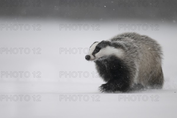 Badger in the snow, Wittlich, Rhineland-Palatinate, Germany, Europe