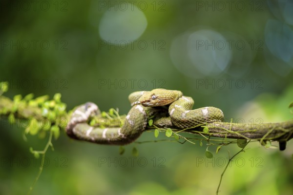Griffin-tailed lance adder (Bothriechis schlegelii), green variety, sitting on a branch, Heredia province, Costa Rica, Central America