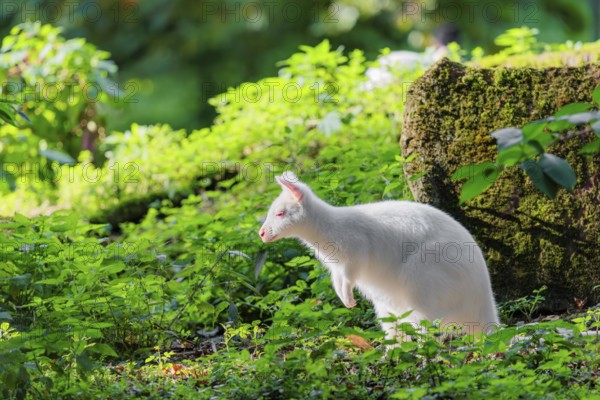 An albino red-necked wallaby or Bennett's wallaby (Macropus rufogriseus) sits in the green thicket at the edge of the forest in beautiful light