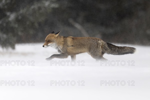 Red fox in the snow, Steinborn, Rhineland-Palatinate, Germany, Europe