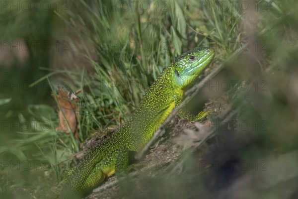 Green lizard (Lacerta bilineata) warming itself in the sun in spring. Bas Rhin, Alsace, France, Europe