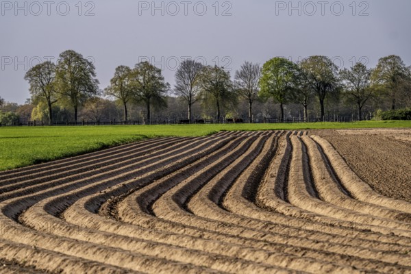 Spring, potato field, freshly grown potato ridges, near Kerken, Lower Rhine, North Rhine-Westphalia, Germany, Europe