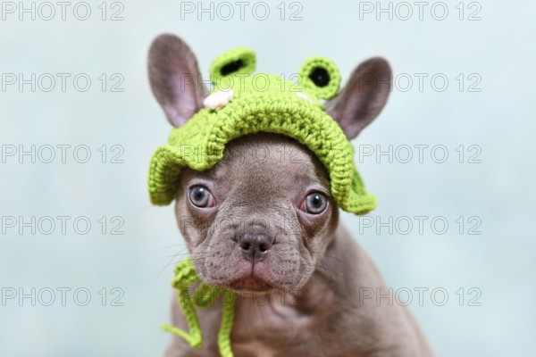 Funny young French Bulldog dog puppy with knitted frog hat on light blue studio background