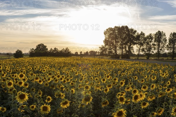 Field of blooming sunflowers (Helianthus annuus) at sunset, Großenhain, Saxony, Germany, Europe