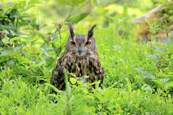 Eurasian Eagle-owl (Bubo bubo), adult, on the ground, resting, alert, in summer, Wisdom, Šumava, Czech Republic, Europe