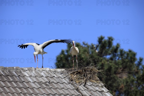 White stork, (Ciconia ciconia), Two white storks on a roof, Baden-Württemberg, Germany, Europe