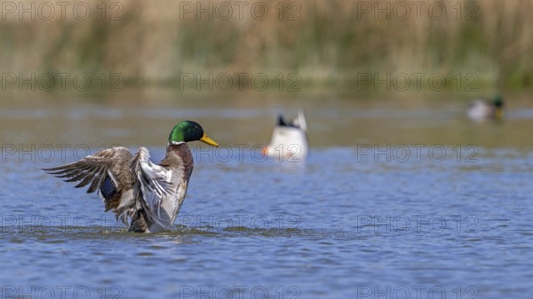 Mallard, wild duck (Anas platyrhynchos) male, drake splashing water while flapping wings in pond in spring