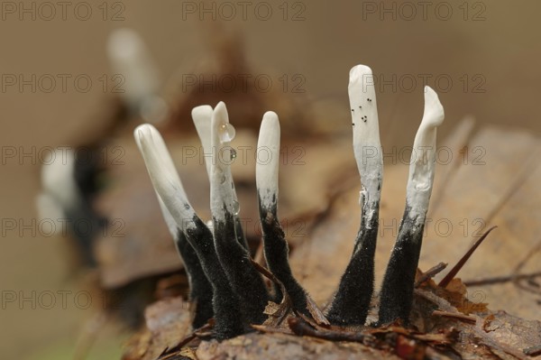 Candlestick fungus (Xylaria hypoxylon), North Rhine-Westphalia, Germany, Europe