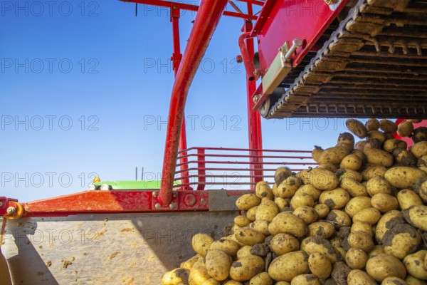 Farmer Hartmut Magin from Mutterstadt harvesting early potatoes in the Palatinate (Mutterstadt, Rhineland-Palatinate)