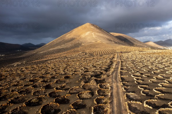 Grapevines growing in black volcanic soil in protected enclosed pits, La Geria, Lanzarote, Canary Islands, Spain, Europe