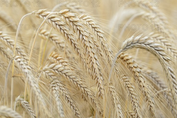 Barleys (Hordeum vulgare), barley field, grain ready for harvest, close-up, North Rhine-Westphalia, Germany, Europe